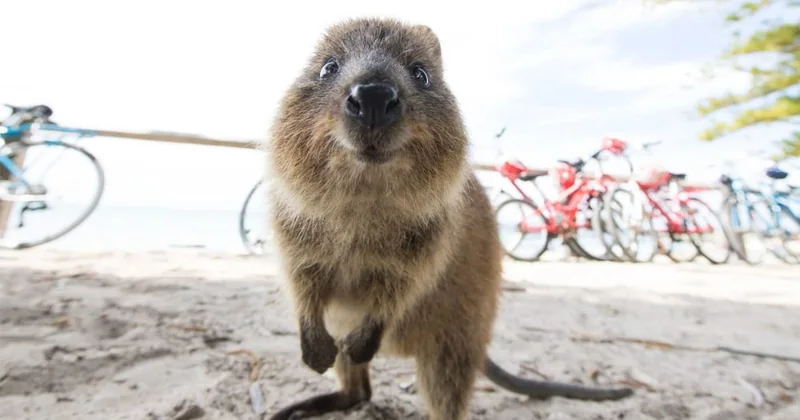 Traghetto di andata e ritorno Rottnest Express da Fremantle